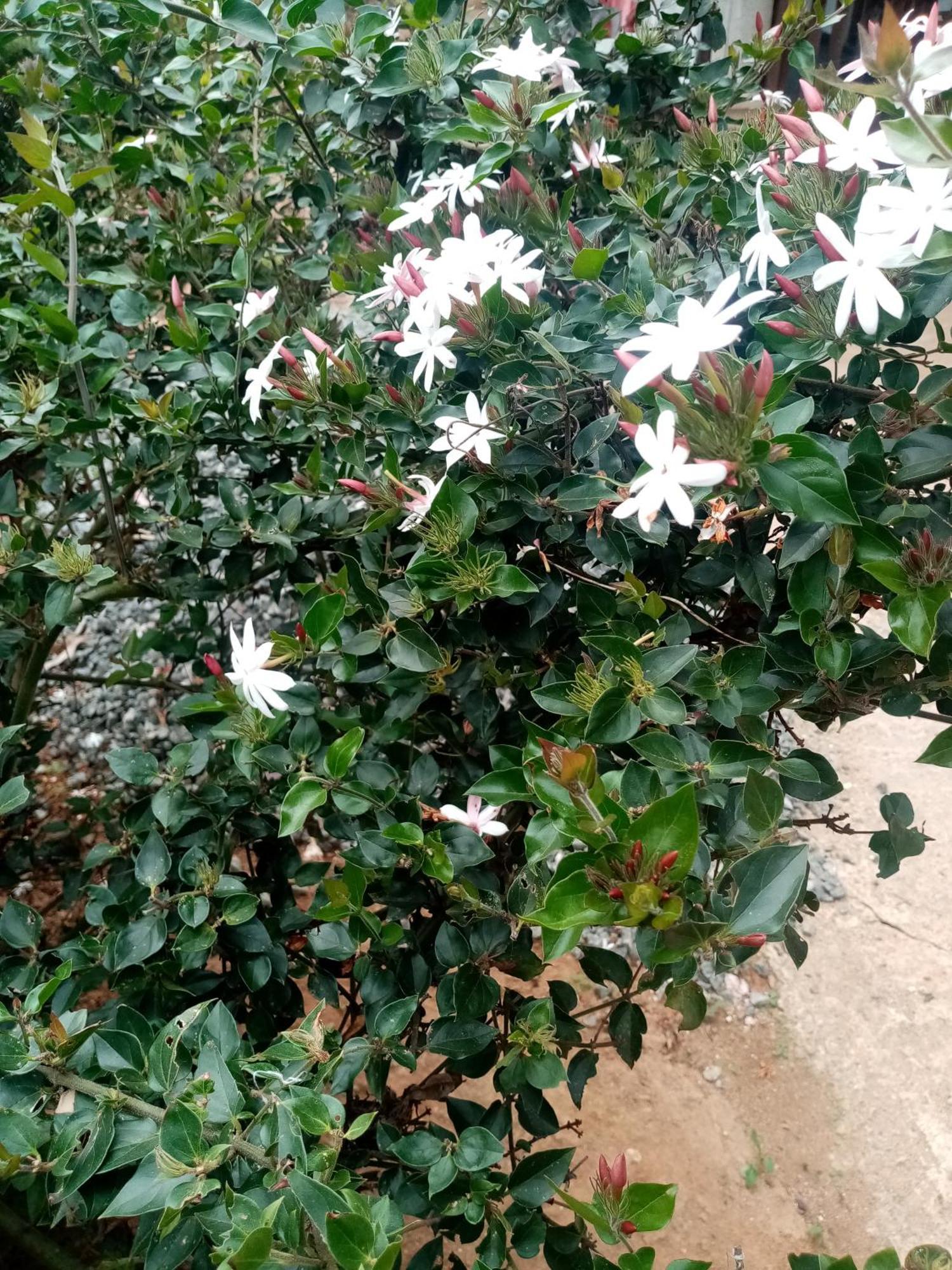 Apurvi Homestay Ella Luaran gambar